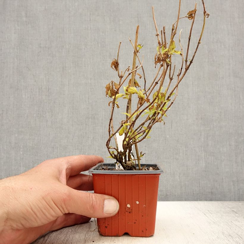 Exemplar von Europäischer Pfeifenstrauch Aureus - Philadelphus coronarius Kleine Töpfe von 8/9 cm wie im Frühjahr geliefert