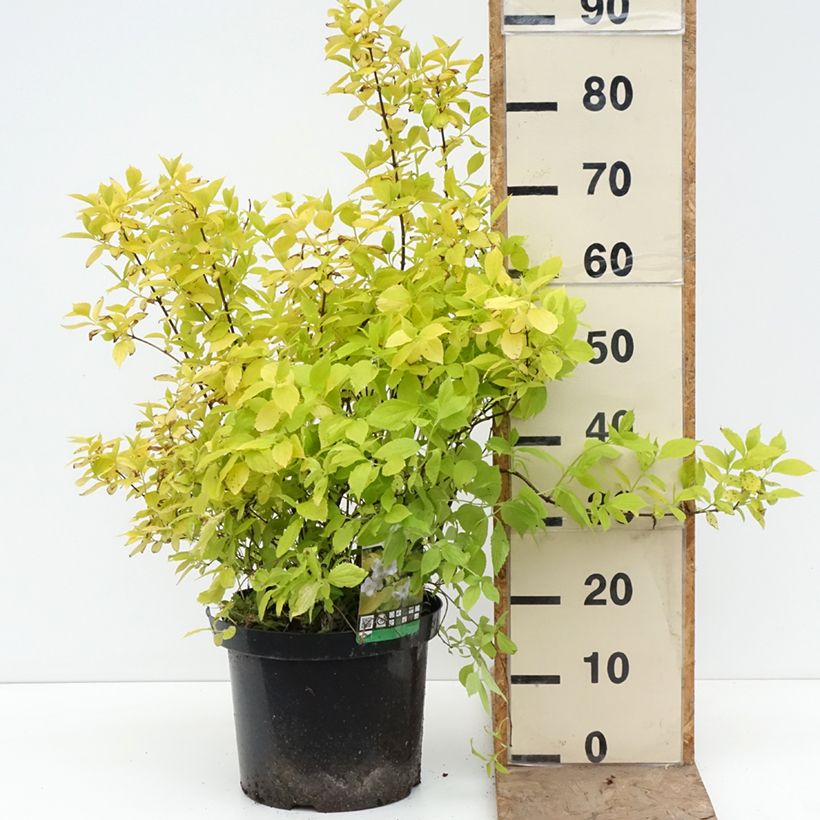 Exemplar von Europäischer Pfeifenstrauch Aureus - Philadelphus coronarius Topf mit 7,5L/10L wie im Frühjahr geliefert