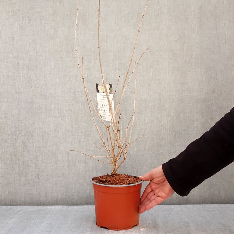 Exemplar von Europäischer Pfeifenstrauch Godzisz - Philadelphus coronarius Topf mit 3L/4L wie im Winter geliefert