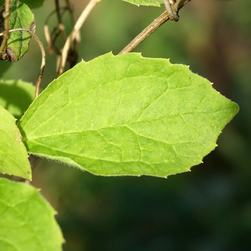 Europäischer Pfeifenstrauch Kostelec WB - Philadelphus coronarius (Laub)