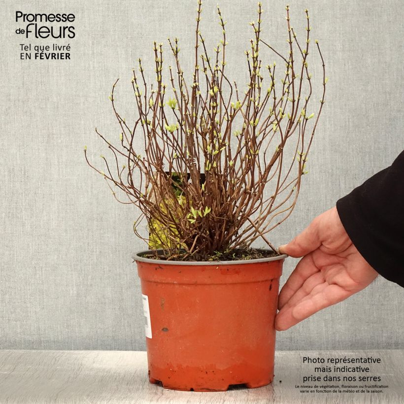 Exemplar von Europäischer Pfeifenstrauch Kostelec WB - Philadelphus coronarius Topf mit 3L/4L wie im Winter geliefert