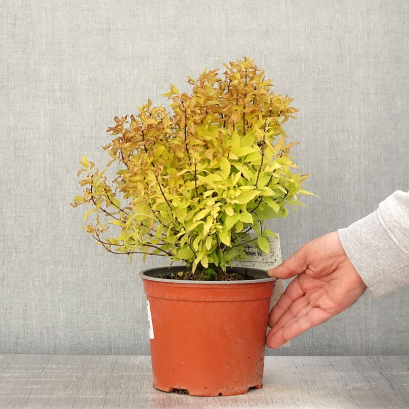 Exemplar von Europäischer Pfeifenstrauch Kostelec WB - Philadelphus coronarius Topf mit 3L/4L wie im Frühjahr geliefert