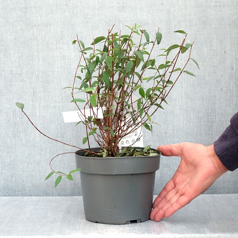 Exemplar von Pfeifenstrauch Petite Perfume Pink - Philadelphus Topf mit 3L/4L wie im Herbst geliefert