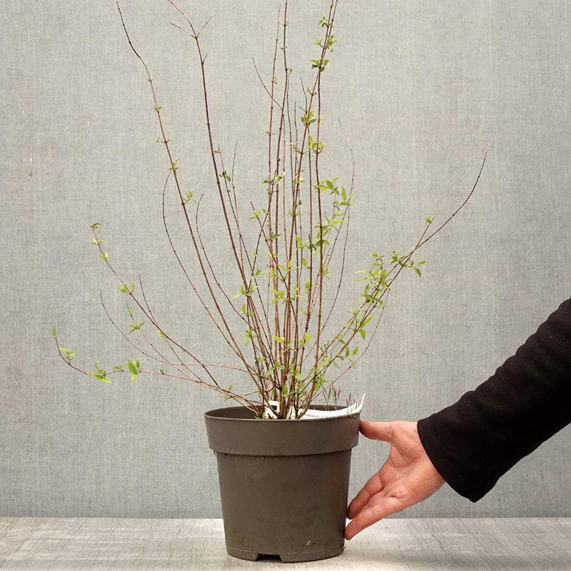 Exemplar von Pfeifenstrauch Petite Perfume Pink - Philadelphus Topf mit 3L/4L wie im Frühjahr geliefert