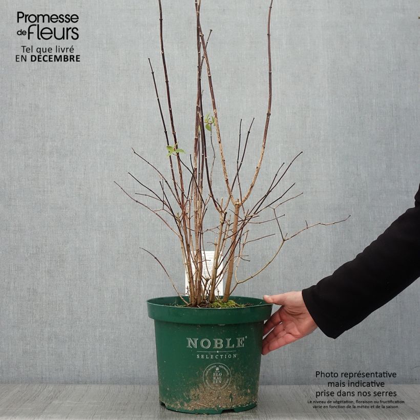 Exemplar von Pfeifenstrauch Starbright - Philadelphus Topf mit 7,5L/10L wie im Herbst geliefert