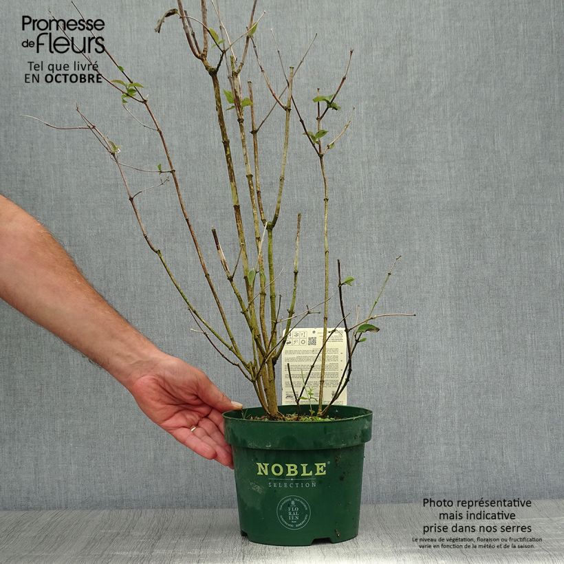 Exemplar von Pfeifenstrauch Starbright - Philadelphus Topf mit 3L/4L wie im Herbst geliefert