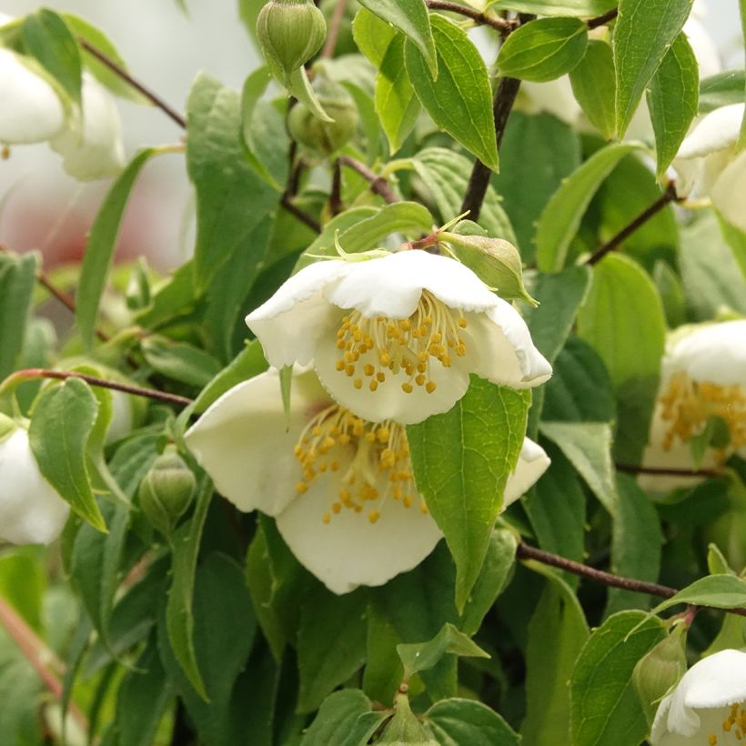 Mexikanischer Pfeifenstrauch - Philadelphus mexicanus (Blüte)
