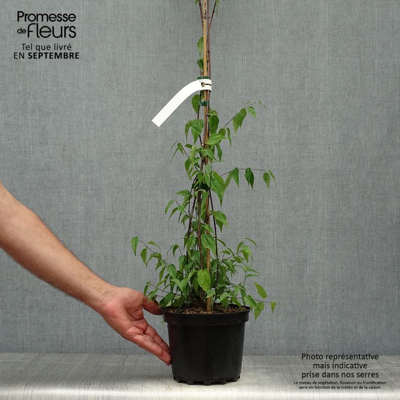 Exemplar von Mexikanischer Pfeifenstrauch - Philadelphus mexicanus Topf mit 3L/4L wie im Herbst geliefert