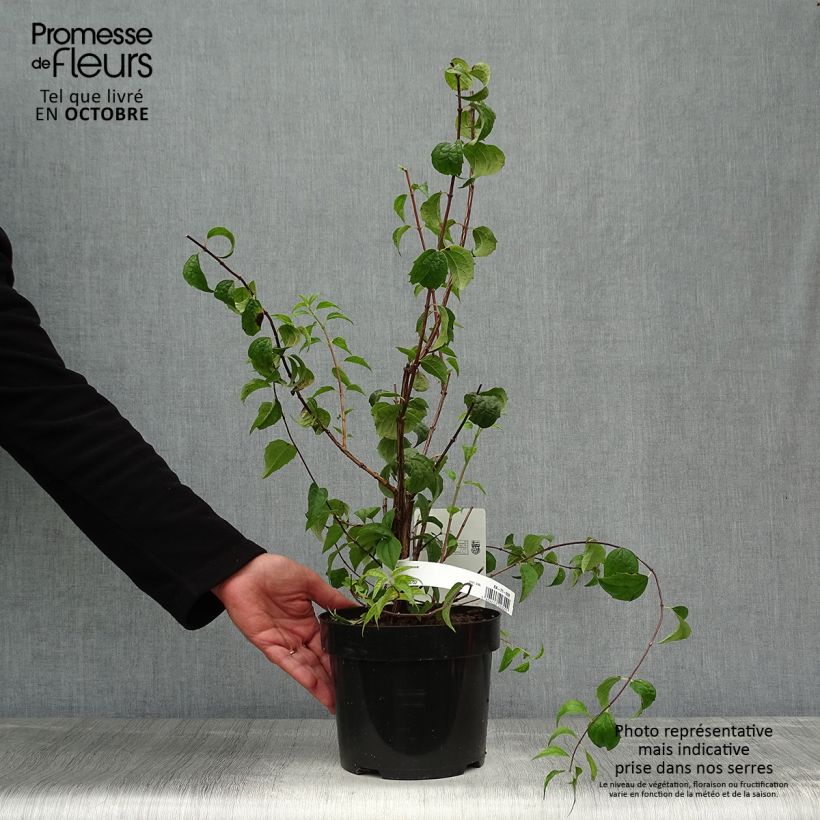 Exemplar von Pfeifenstrauch Beauclerk - Philadelphus Topf mit 2L/3L wie im Herbst geliefert