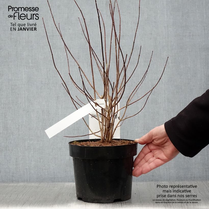 Exemplar von Pfeifenstrauch Beauclerk - Philadelphus Topf mit 2L/3L wie im Winter geliefert