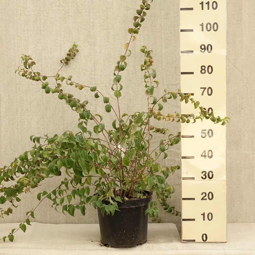 Exemplar von Pfeifenstrauch Beauclerk - Philadelphus Topf mit 7,5L/10L wie im Herbst geliefert
