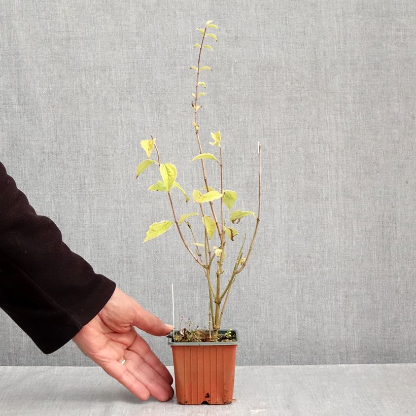 Exemplar von Pfeifenstrauch Frosty Morn - Philadelphus Kleine Töpfe von 8/9 cm wie im Herbst geliefert