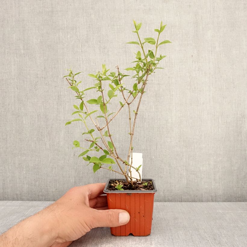 Exemplar von Pfeifenstrauch Frosty Morn - Philadelphus Kleine Töpfe von 8/9 cm wie im Frühjahr geliefert