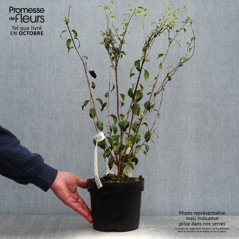Exemplar von Pfeifenstrauch Frosty Morn - Philadelphus Topf mit 3L/4L wie im Herbst geliefert