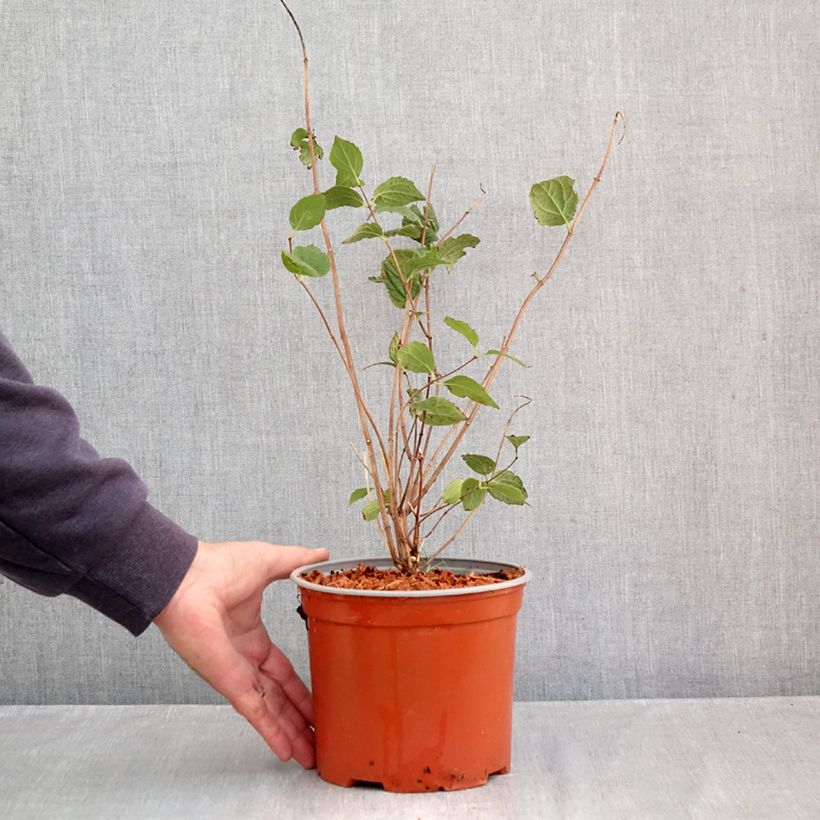 Exemplar von Europäischer Pfeifenstrauch Komsomolec - Philadelphus Topf mit 3L/4L wie im Herbst geliefert