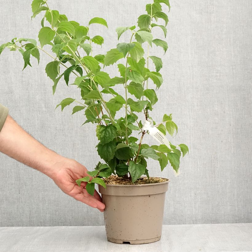 Exemplar von Pfeifenstrauch Pearls of Perfume - Philadelphus Topf mit 4L/5L wie im Herbst geliefert