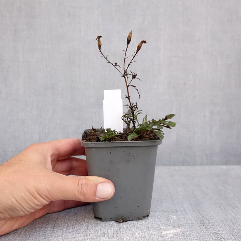 Exemplar von Serratula tinctoria ssp seoanei - Färber-Scharte Kleine Töpfe von 8/9 cm wie im Herbst geliefert