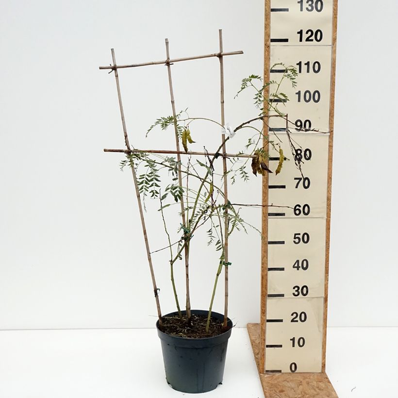 Exemplar von Sesbania punicea - Sesbanie Topf mit 7,5L/10L wie im Herbst geliefert