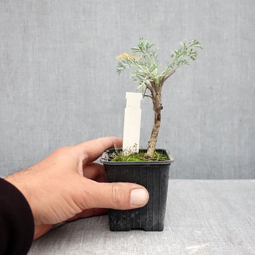 Exemplar von Seseli gummiferum - Grauer Bergfenchel Kleine Töpfe von 8/9 cm wie im Herbst geliefert