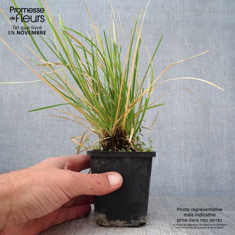 Exemplar von Sesleria argentea - Silberne Kopfgras Kleine Töpfe von 8/9 cm wie im Herbst geliefert