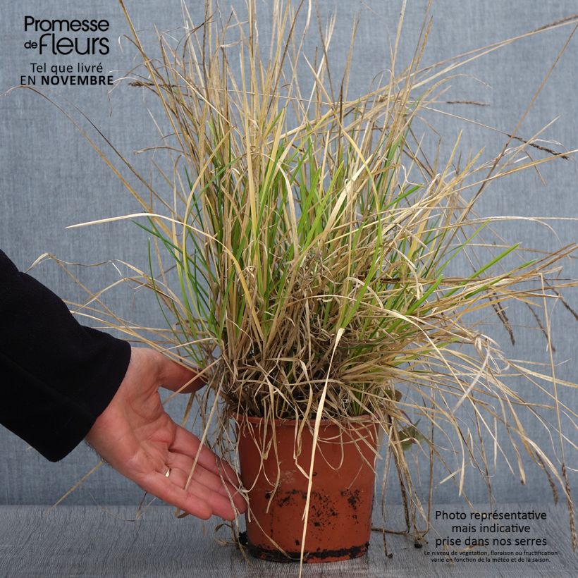 Exemplar von Sesleria argentea - Silberne Kopfgras Topf mit 1L/1,5L wie im Herbst geliefert