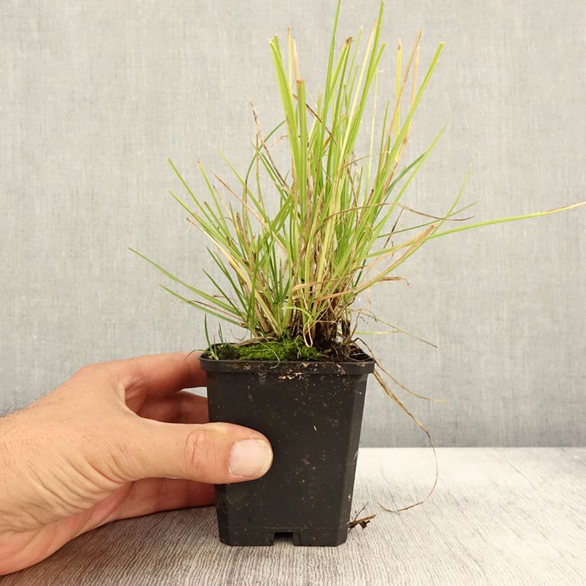Exemplar von Sesleria autumnalis - Herbst-Kopfgras Kleine Töpfe von 8/9 cm wie im Herbst geliefert