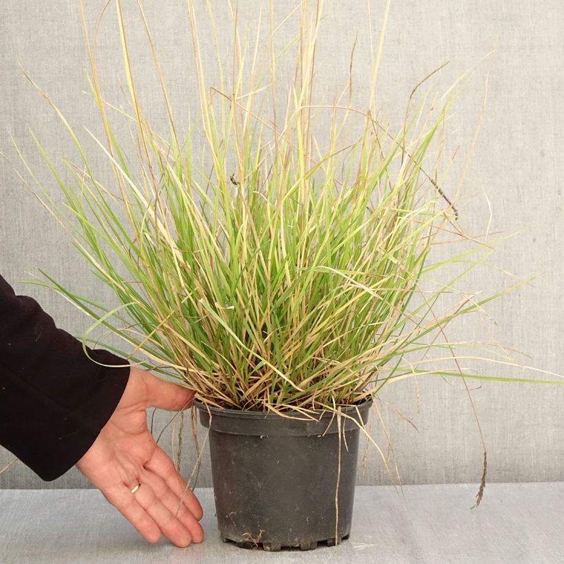 Exemplar von Sesleria autumnalis - Herbst-Kopfgras Topf mit 2L/3L wie im Herbst geliefert