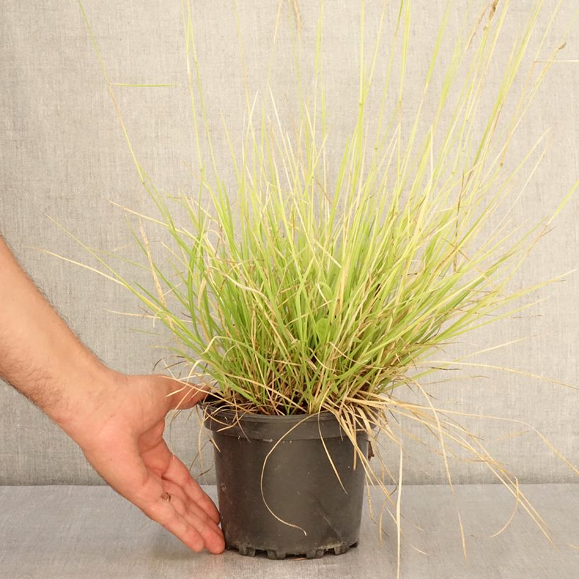 Exemplar von Sesleria autumnalis - Herbst-Kopfgras Topf mit 2L/3L wie im Sommer geliefert