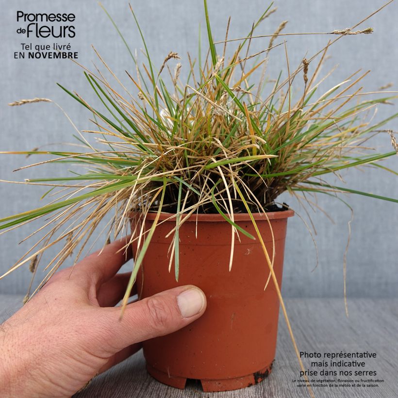 Exemplar von Sesleria caerulea - Moor-Blaugras Topf mit 1L/1,5L wie im Herbst geliefert