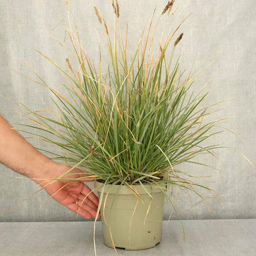 Exemplar von Sesleria heufleriana Blue Porcupine - Grüne Kopfgras Topf mit 3L/4L wie im Sommer geliefert