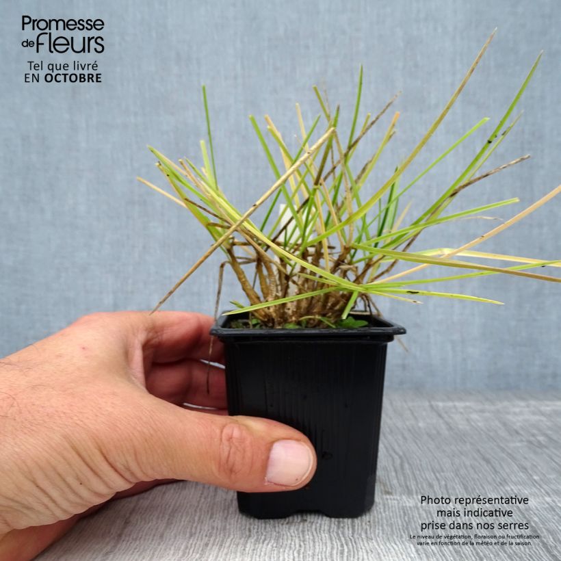 Exemplar von Sesleria heufleriana - Grüne Kopfgras Kleine Töpfe von 8/9 cm wie im Herbst geliefert