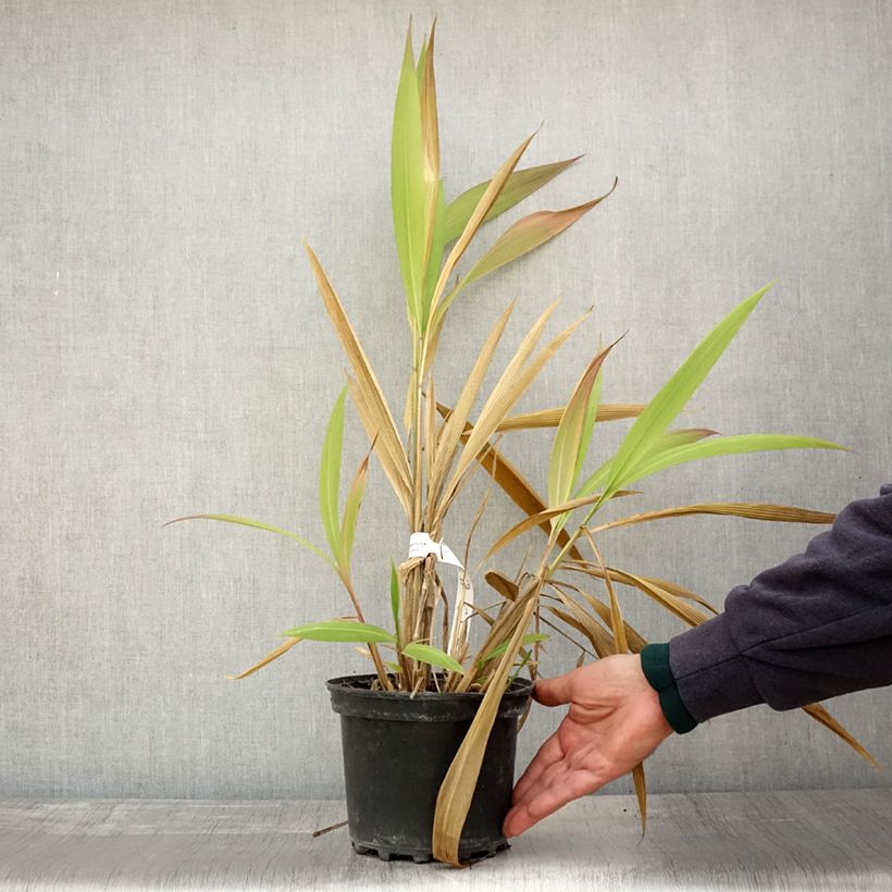 Exemplar von Setaria palmifolia - Palmen-Gras Topf mit 2L/3L wie im Herbst geliefert