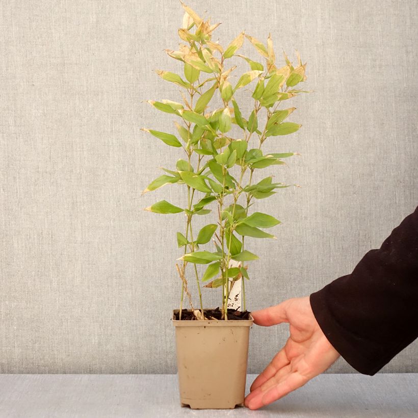 Exemplar von Shibataea kumasaca - Mäusedorn-Bambus Kleine Töpfe von 8/9 cm wie im Frühjahr geliefert