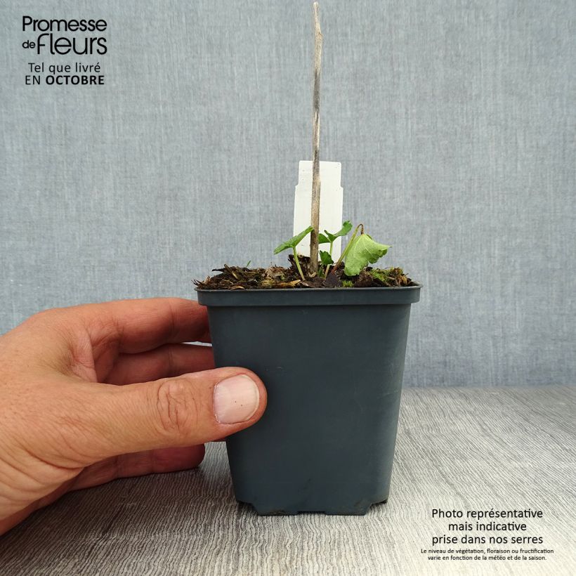 Exemplar von Sidalcea malviflora Elsie Heugh - Präriemalve Kleine Töpfe von 8/9 cm wie im Herbst geliefert
