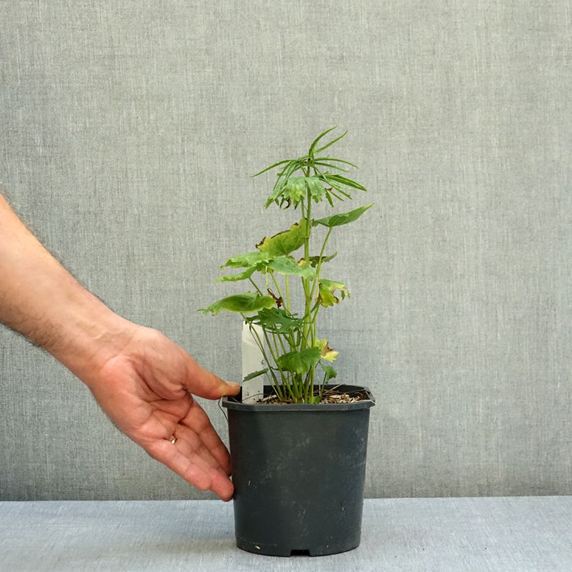 Exemplar von Sidalcea oregana Brilliant - Präriemalve Topf mit 2L/3L wie im Herbst geliefert