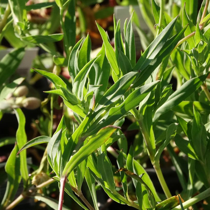 Taubenkropf-Leimkraut - Silene vulgaris (Laub)
