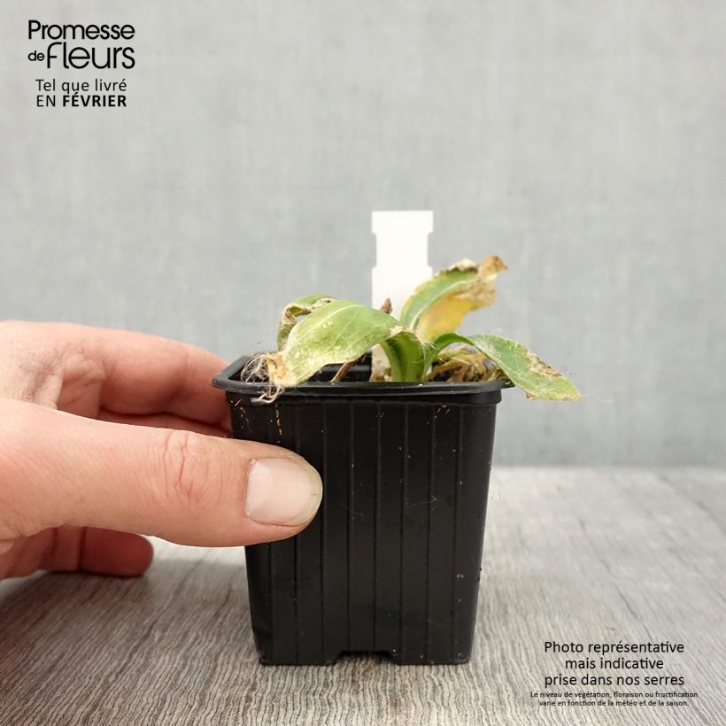 Exemplar von Prächtiges Leimkraut - Silene regia Kleine Töpfe von 8/9 cm wie im Winter geliefert