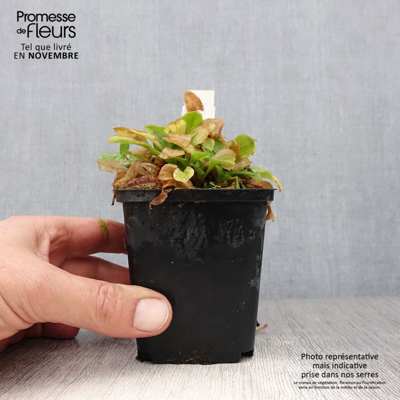 Exemplar von Lichtnelke Rollies Favorite - Silene robotii Kleine Töpfe von 7/8 cm wie im Herbst geliefert
