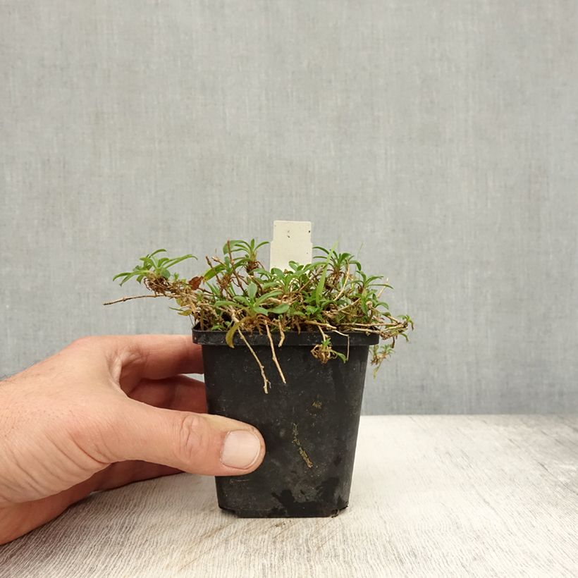 Exemplar von Herbst-Leimkraut - Silene schafta Kleine Töpfe von 8/9 cm wie im Herbst geliefert
