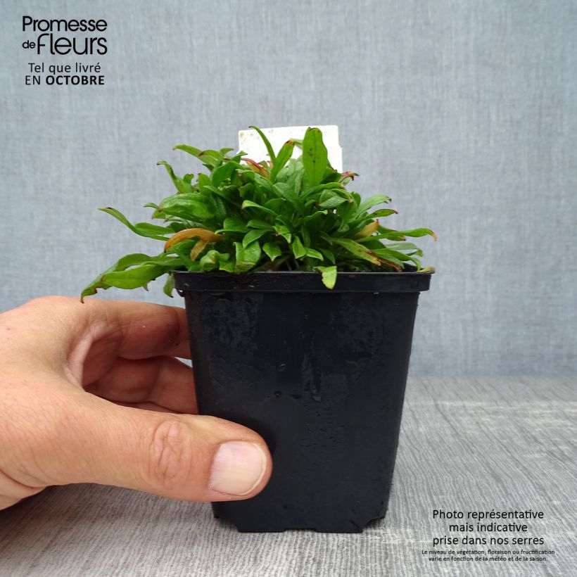 Exemplar von Herbst-Leimkraut Splendens - Silene schafta Kleine Töpfe von 8/9 cm wie im Herbst geliefert