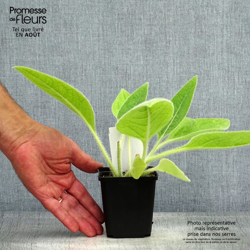 Exemplar von Silphium mohrii - Kompaßpflanze Kleine Töpfe von 8/9 cm wie im Sommer geliefert