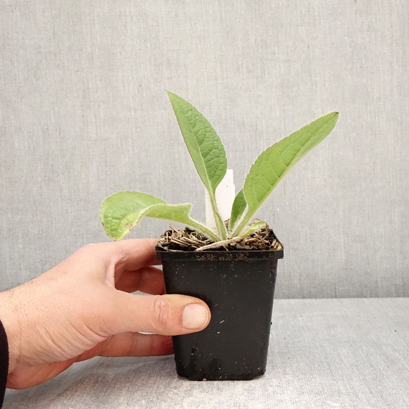 Exemplar von Silphium mohrii - Kompaßpflanze Kleine Töpfe von 8/9 cm wie im Frühjahr geliefert