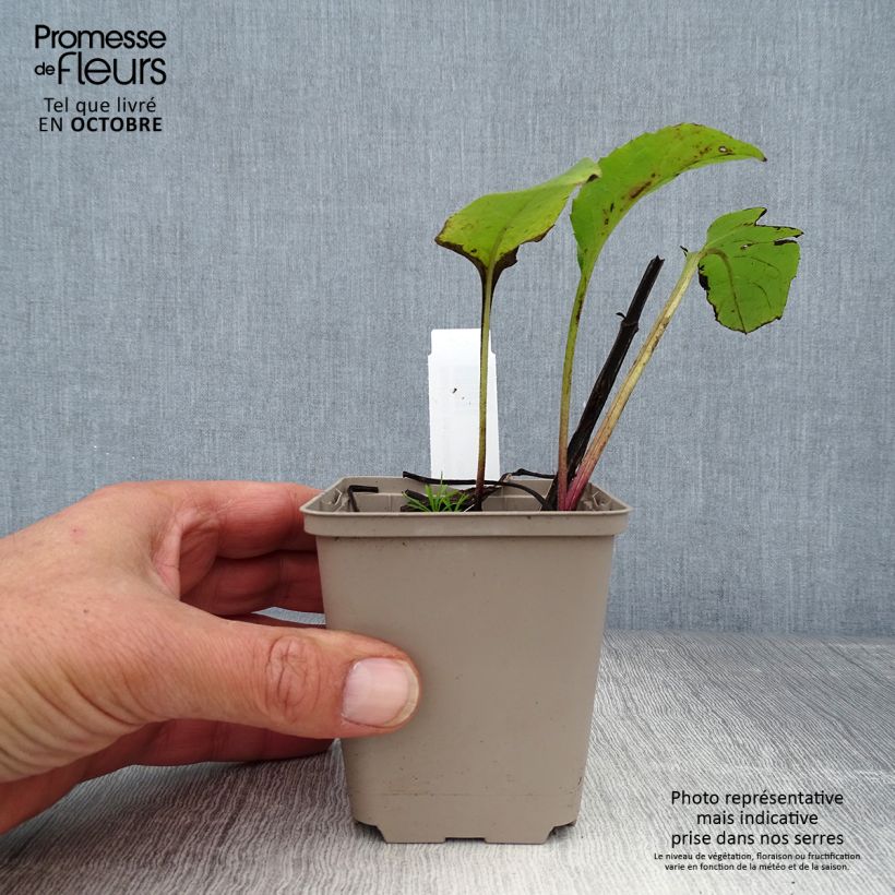 Exemplar von Silphium perfoliatum - Kompaßpflanze Kleine Töpfe von 8/9 cm wie im Herbst geliefert