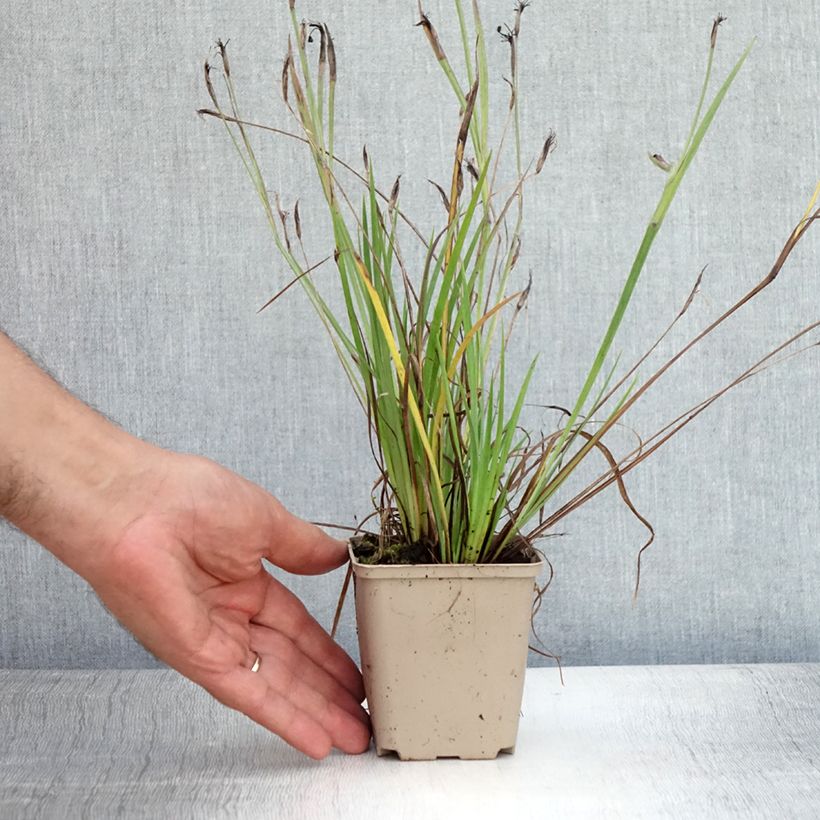 Exemplar von Sisyrinchium angustifolium Lucerne - Schmalblättriges Blauaugengras Kleine Töpfe von 8/9 cm wie im Sommer geliefert