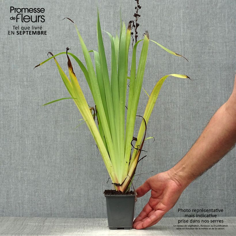 Exemplar von Sisyrinchium striatum Aunt May - Binsenlilie Kleine Töpfe von 8/9 cm wie im Herbst geliefert