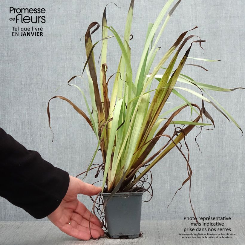 Exemplar von Sisyrinchium striatum Aunt May - Binsenlilie Kleine Töpfe von 8/9 cm wie im Winter geliefert