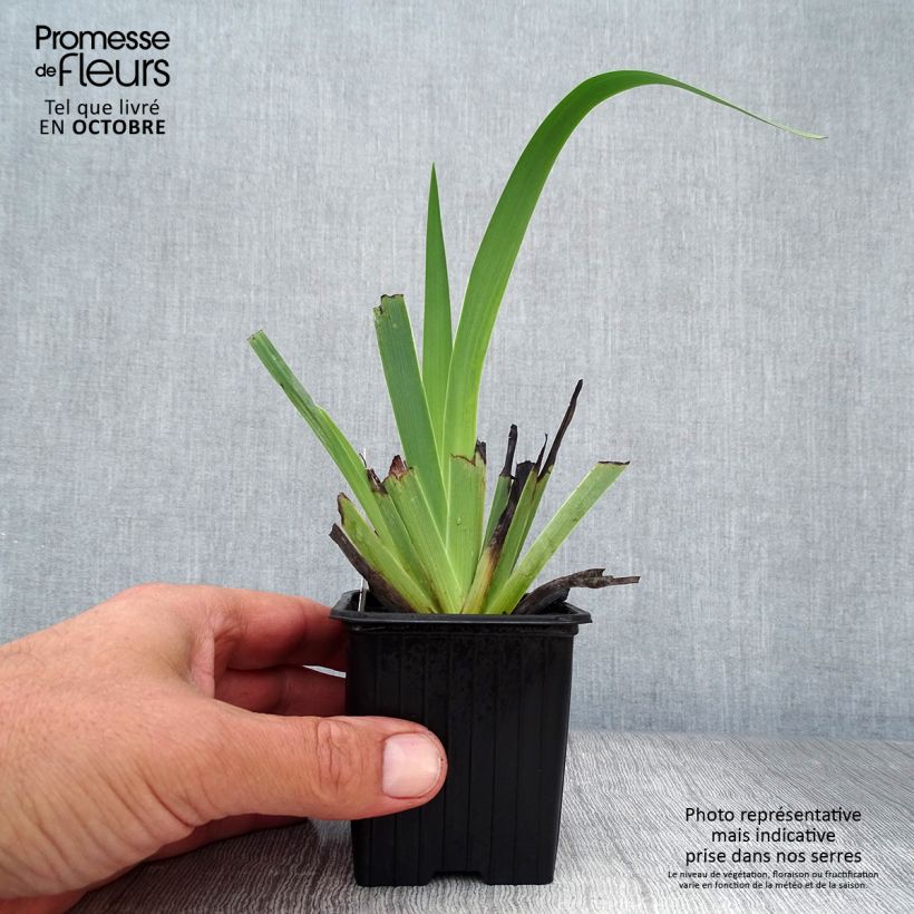 Exemplar von Sisyrinchium striatum - Binsenlilie Kleine Töpfe von 8/9 cm wie im Herbst geliefert