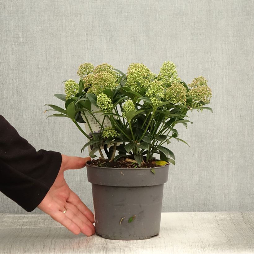 Exemplar von Skimmia japonica 'Marlot' Topf mit 2L/3L wie im Herbst geliefert