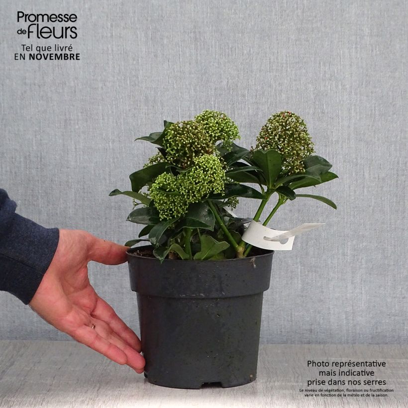 Exemplar von Skimmia japonica Fragrant Cloud Topf mit 2L/3L wie im Herbst geliefert