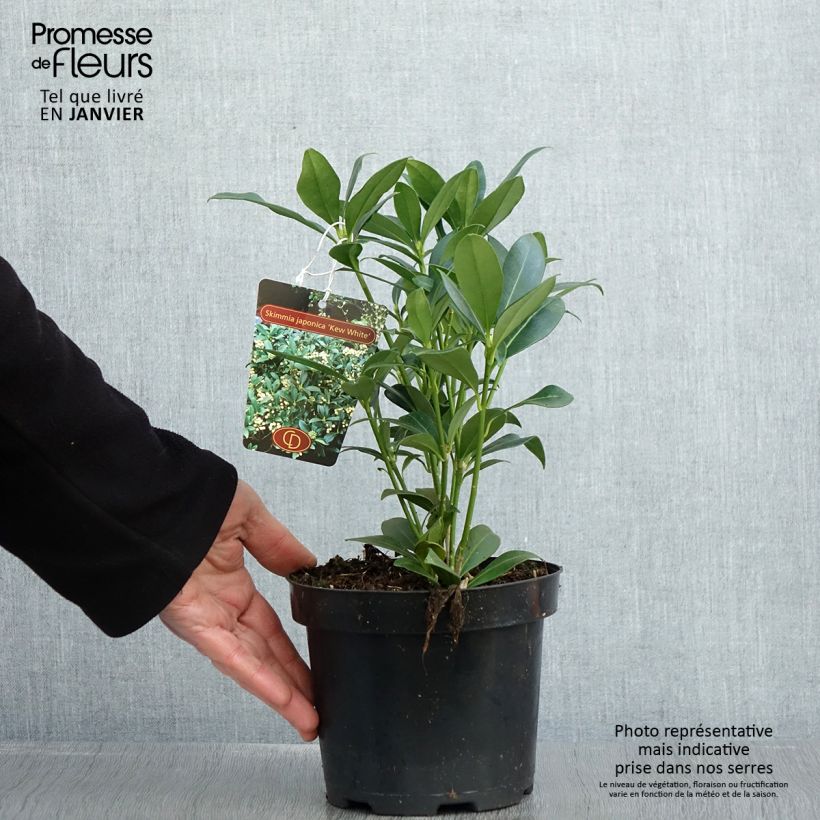 Exemplar von Skimmia japonica Kew White Topf mit 2L/3L wie im Winter geliefert